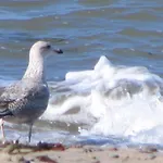 Stromtiefe, direkt am Alten Strom