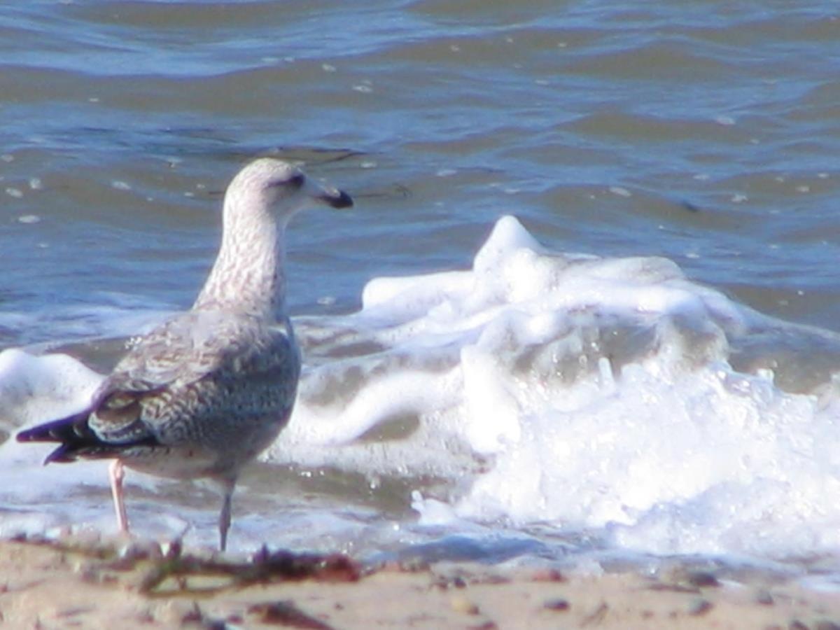 Stromtiefe, Direkt Am Alten Strom *